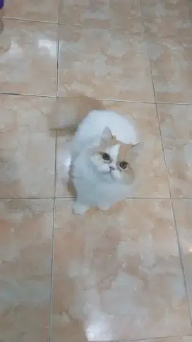 Persia flatnose jantan 8 bulan