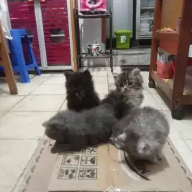 Kitten persia ( jantan , betina )