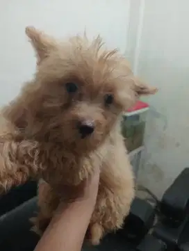 Jantan mix poodle
