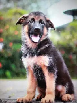 Anakan Herder Betina