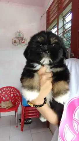 Shitzu betina nonstb non vaksin
