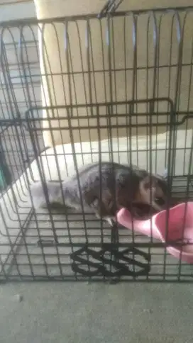 Sugar glider Mosaic jenis jantan