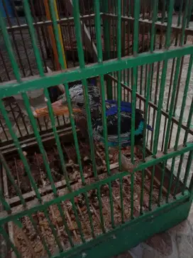 Jual burung lolohan