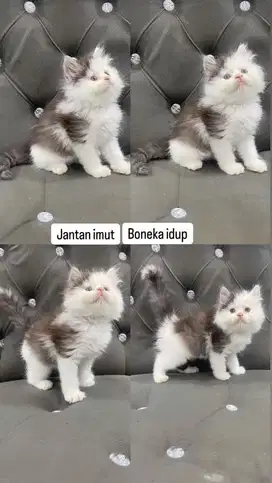KittenJantan boneka abu putih