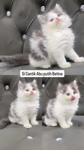 Kitten betina abu putih bicolour