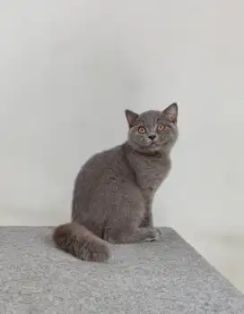 British Shorthair Kitten