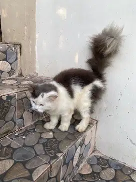 Kucing anggora (400 ribu )