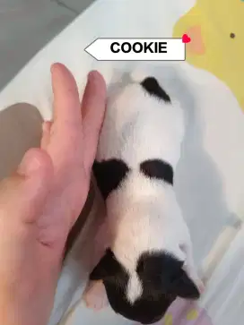 open book chihuahua betina jantan kosongan