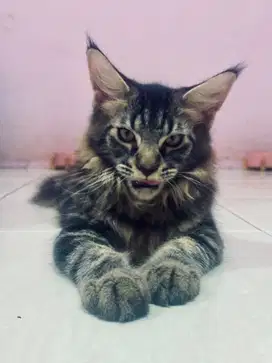 Kitten Mainecoon Maine Coon Parent PED PEDIGREE CFA