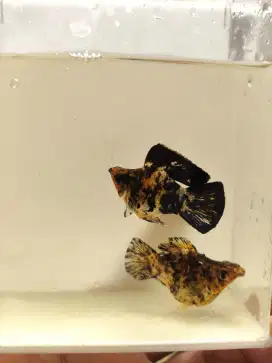 Ikan molly leopard