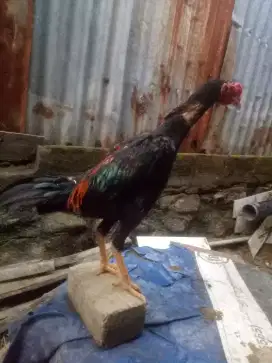 ayam Bangkok katuranggan Mngon x Pakhoy