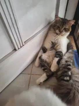 PERSIA JANTAN Lucu