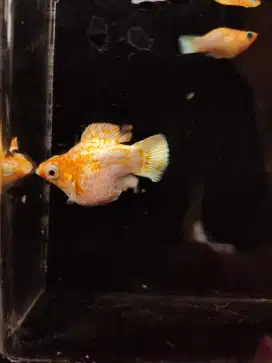 Ikan molly sakura
