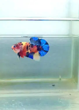 Cupang nemo multi