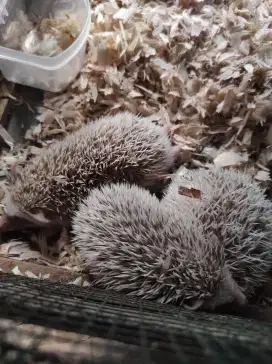 Landak mini/hoglet
