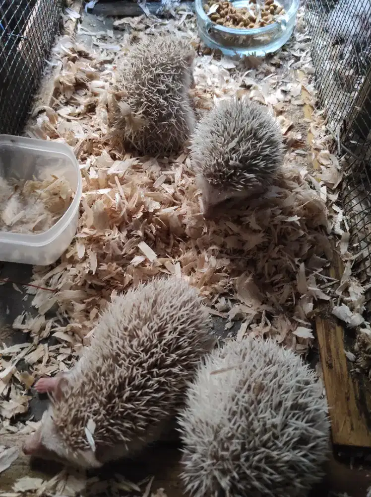 Landak mini/hoglet