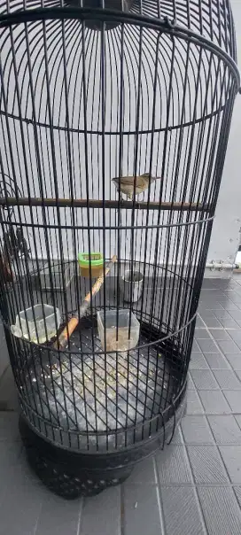 Burung kerak basi alis hitam