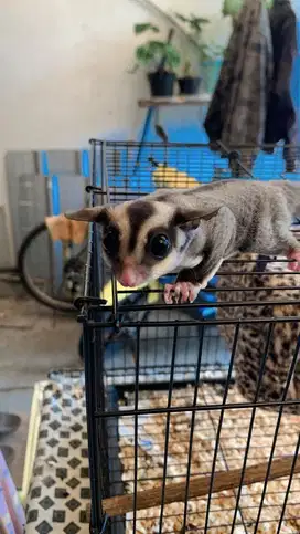 Sugar glider joey sepasang