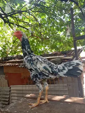 Ayam bangkok betina biang klasik