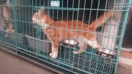 Kucing Mainecoon