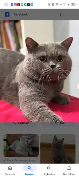 BSH GEMBUL 5 BULAN NONPED