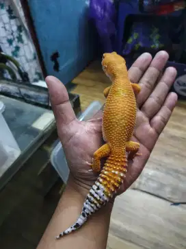 Gecko Gemoy Obral