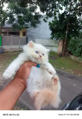 Kucing anakan ragdoll