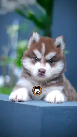 Puppy Siberian Husky