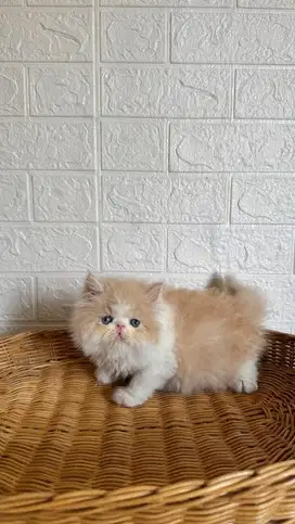 Kucing Peaknose Betina Super Longhair