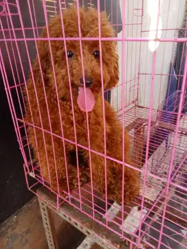 Poodle betina 1 thn red