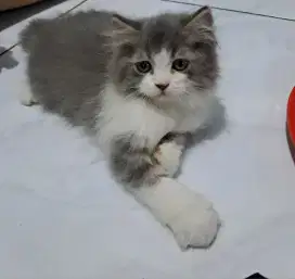 kucing anggora/ persia flatnose jantan/kucing persia jantan