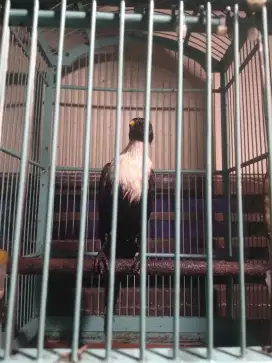 Burung bilbong mulus sudah pur total bunyi masih semuanya