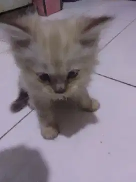 Persia himalaya jantan umur 4 bln