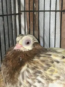 Burung merpati Hias wina