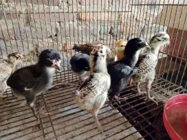 DOC Mangon / anakan ayam Mangon vs bangkok