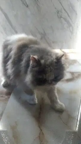 Terima Jasa Grooming Kucing