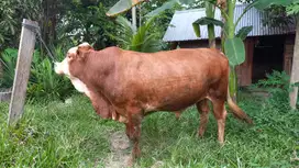 SAPI Qurban / pedaging