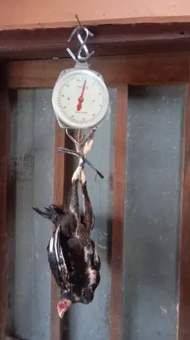 Ayam kampung/bangkok