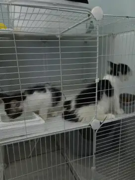 Kucing perkawinan kampung dan persia