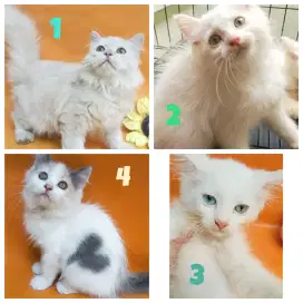 Kucing anakan 4 ekor pilihan