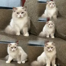 Ragdoll betina 4bln