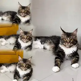 Mainecoon jantan