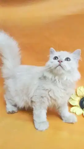 kucing 4 ekor anakan