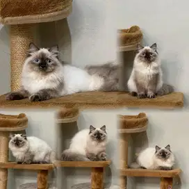 Ragdoll sealpoint betina