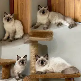 Ragdoll sealpoint betina