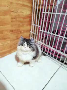 KUCING PERSIA FLATNOSE