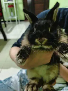 kelinci lucu ND usia 3 bulan betina