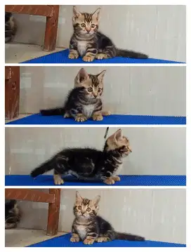 Munchkin marble jantan
