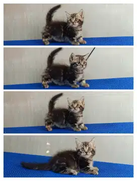 Munchkin marble jantan