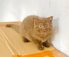 Kucing british coklat atau cinamon